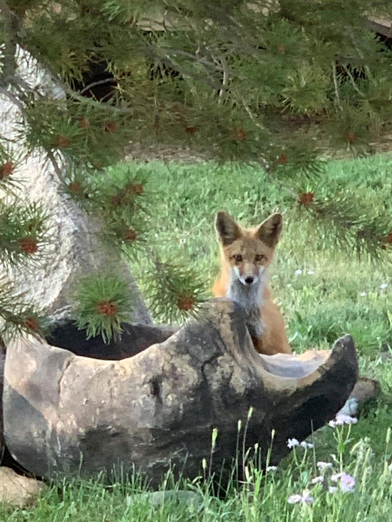 Fox near Lake Granby